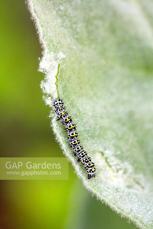 Papilio glaucus - Swallowtail caterpillar