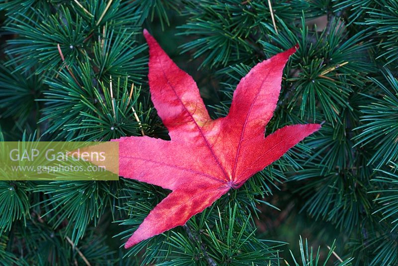 Fallen Liquidambar styraciflua leaf