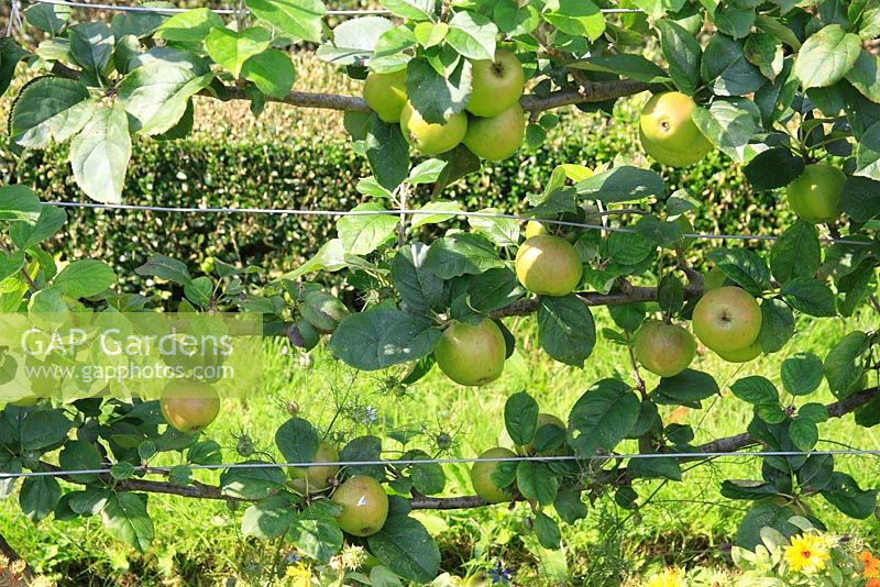 Malus 'Blenhiem' growing on cordon