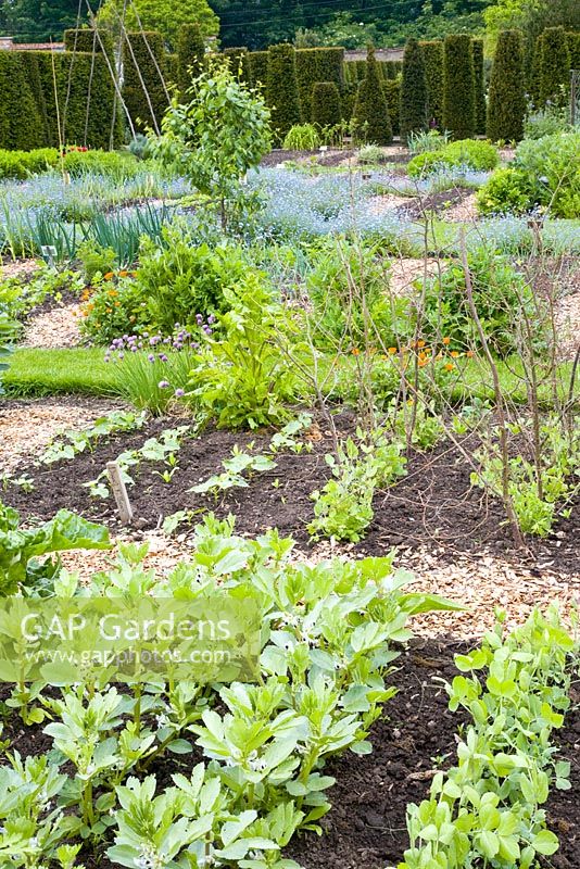 Vegetable garden in May