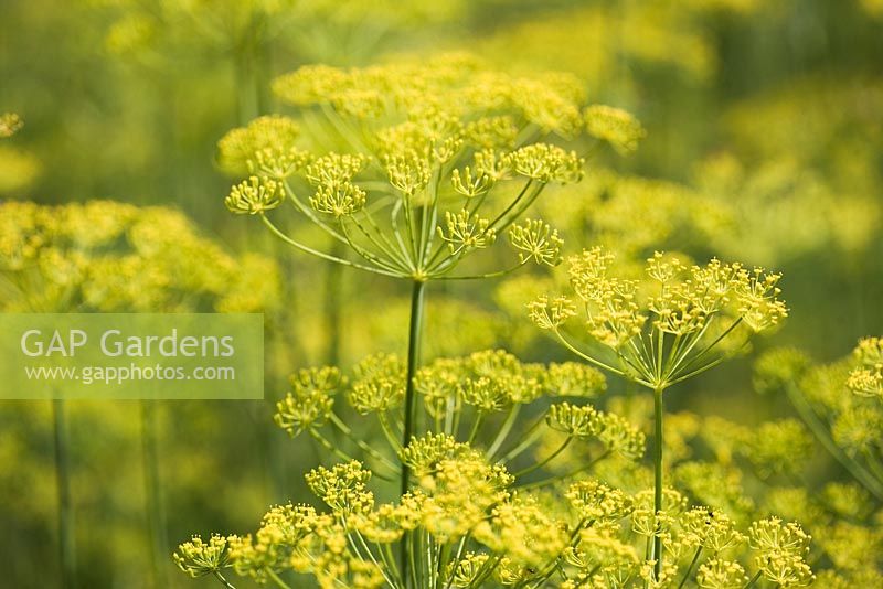 Anethum graveolens - Dill