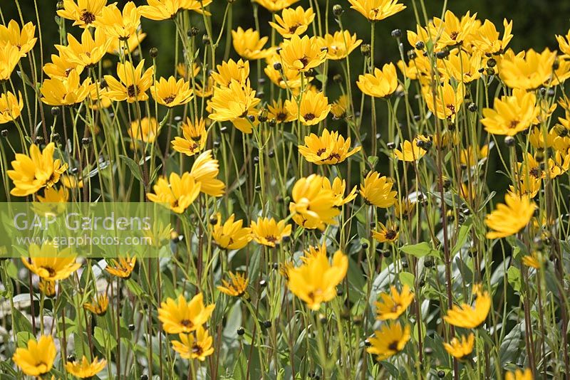 Helianthus rigidus