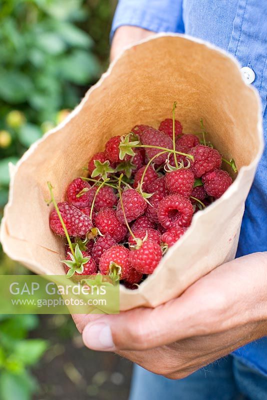 Rubus idaeus 'Polana' - Raspberries from the garden