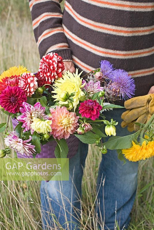 Man carrying a basket filled with dahlias, Dahlia 'Duet', Dahlia 'Kennemerland', Dahlia 'Smokey', Dahlia 'Kogane', Dahlia 'Vuurvogel', Helianthus annus 'Sunking' and  Artichoke Flowers freshly picked in garden