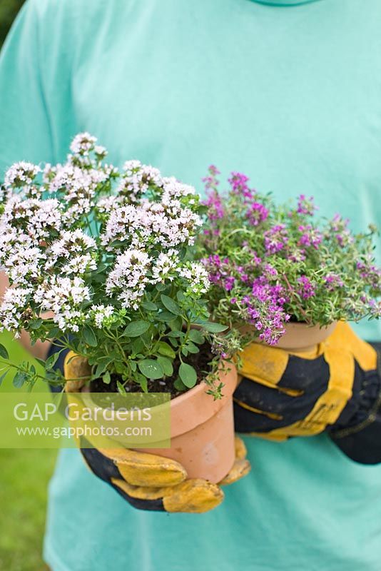 Man holding two pots of herbs, Thymus serpyllum 'Purple Beauty' and Thymus praecox 'Pink Chintz'