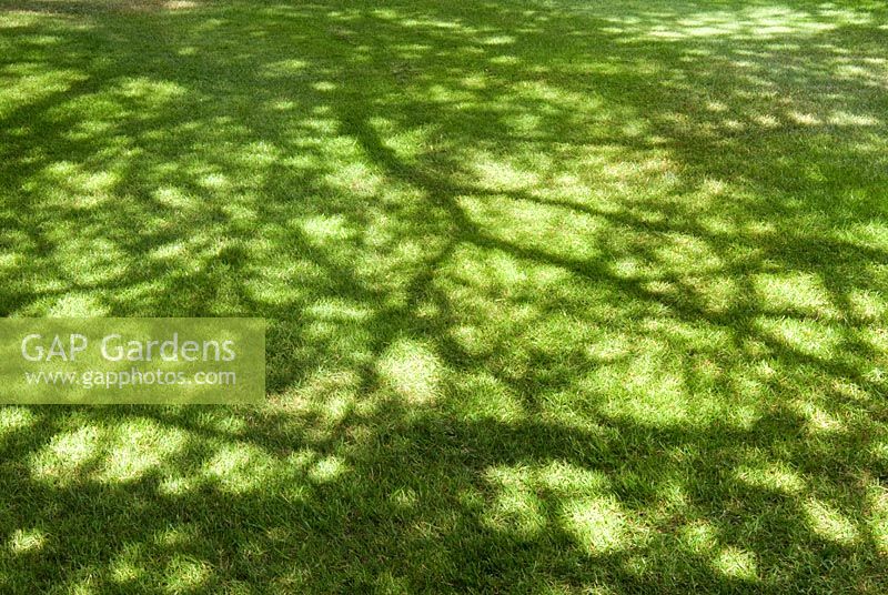 Sunlight and shadows of tree branches on grass