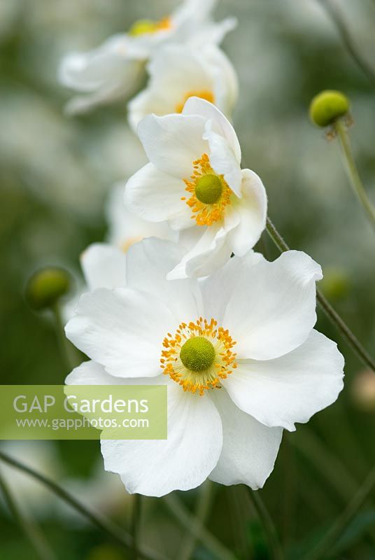 Anemone x hybrida 'Honorine Jobert'