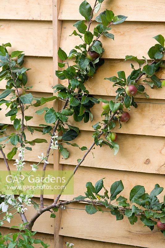 Fanned trained fruit tree against a wooden fence