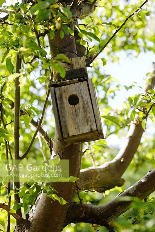 Bird box in apple tree