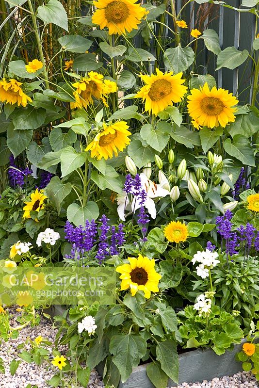 Late summer border with Helianthus, Salvia, Lilium and Tropaelum