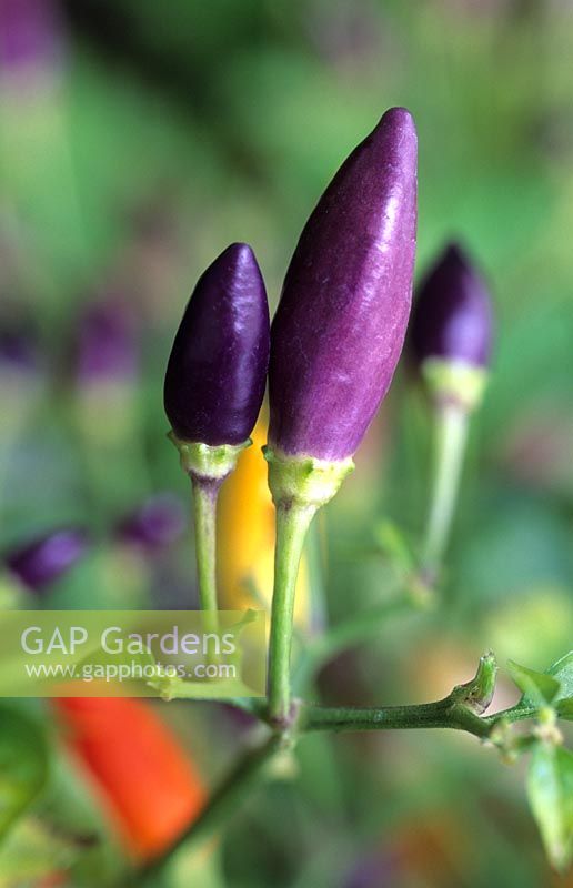 Capsicum annuum 'Twilight'