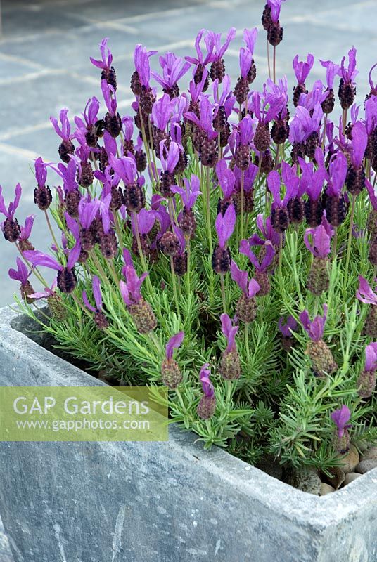 Lavandula stoechas 'Papillon' in grey container - Garden designers private garden