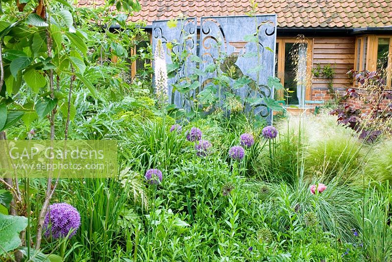 Border with Allium 'Gladiator', Stipa gigantica, Eremurus, Macleaya 'Kelways Coral Plume' and metal screen designed by Paul Richardson