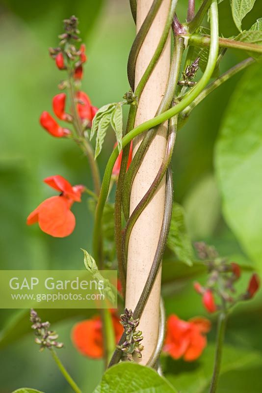 Phaseolus coccineus 'Enorma' - Runner bean growing on bamboo canes 