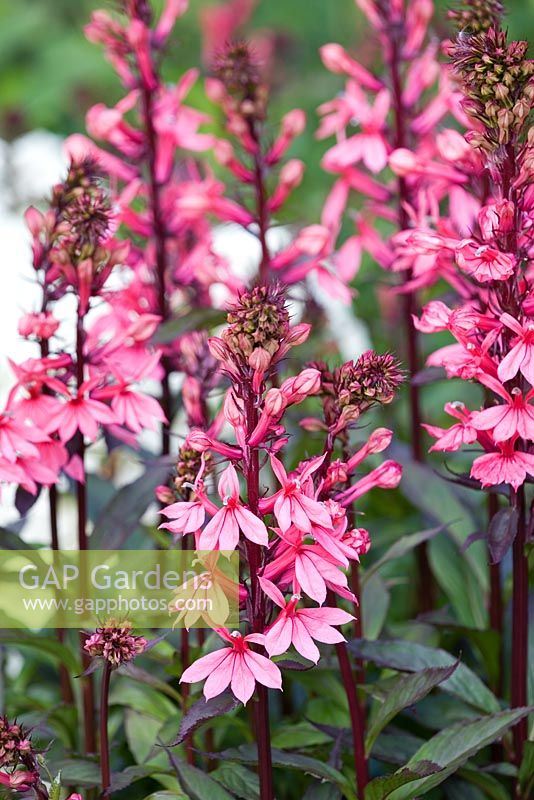 Lobelia speciosa 'Fan Lachs'