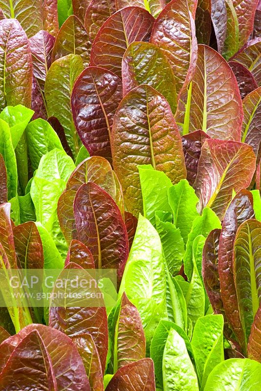 Lactuca sativa longifolia - Cos lettuces