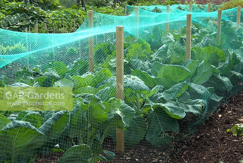 Nylon netting protecting Brassicas from pigeons