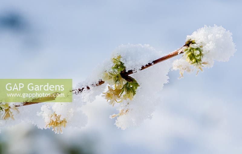 Lonicera x purpusii 'Winter Beauty' AGM covered with snow