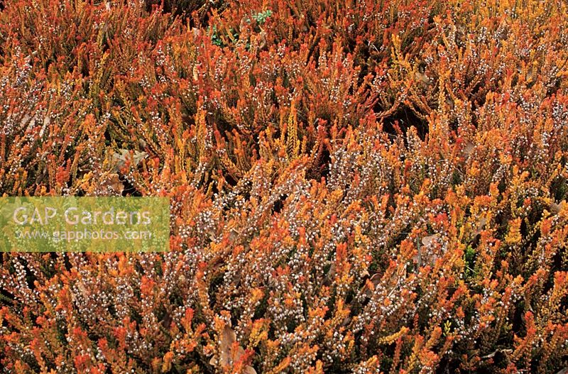 Calluna vulgaris 'Sirsson'