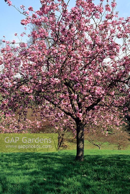 Prunus 'Kanzan' - Japanese Cherry