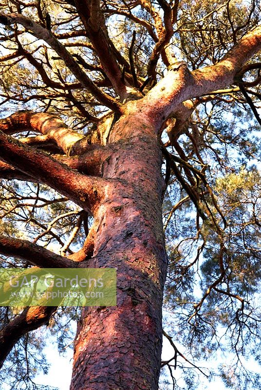 Pinus sylvestris - Scots Pine