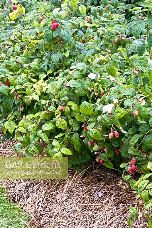 Rubus idaeus 'Tulameen' 