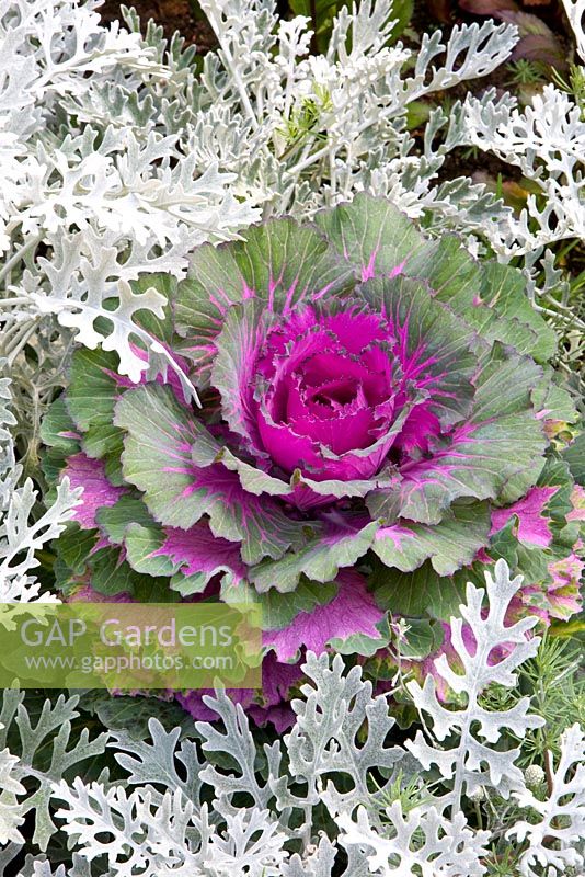 Brassica senecio and Senecio cineraria 'Cirrus' 