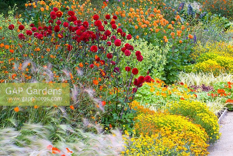 Late summer border of Dahlia 'Tam Tam',  Dahlia 'Bantling', Hordeum jubatum, Tagetes tenuifolia 'Starfire Mix', Tropaeolum majus nanum, Cosmea sulphureus and Nicotiana langsdorfii 'Lime Green' 