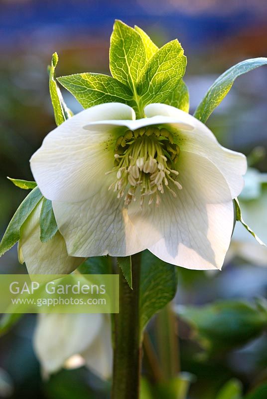 Helleborus x hybridus