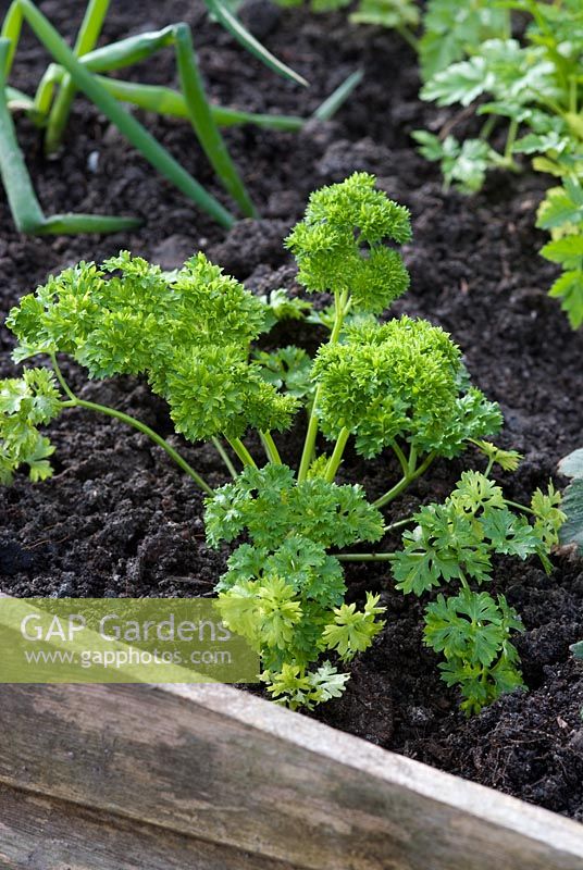 Newly planted Petroselinum crispum - Parsley in raised bed