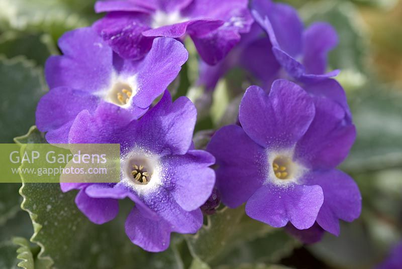 Primula auricula 'Spring Sonnet'