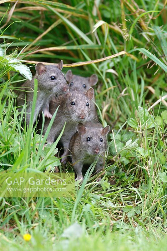 Rattus norvegicus - Rat youngsters looking out from flower border front view