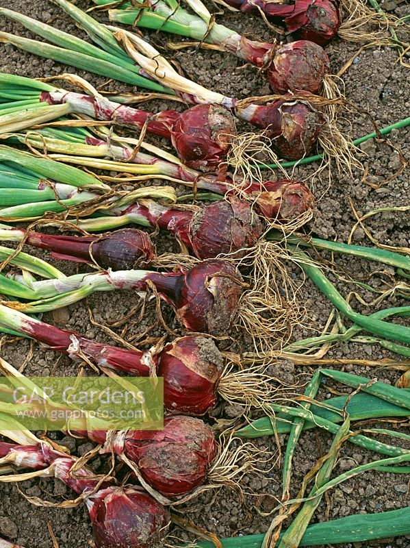 Allium cepa 'Red Baron' - Harvested onions