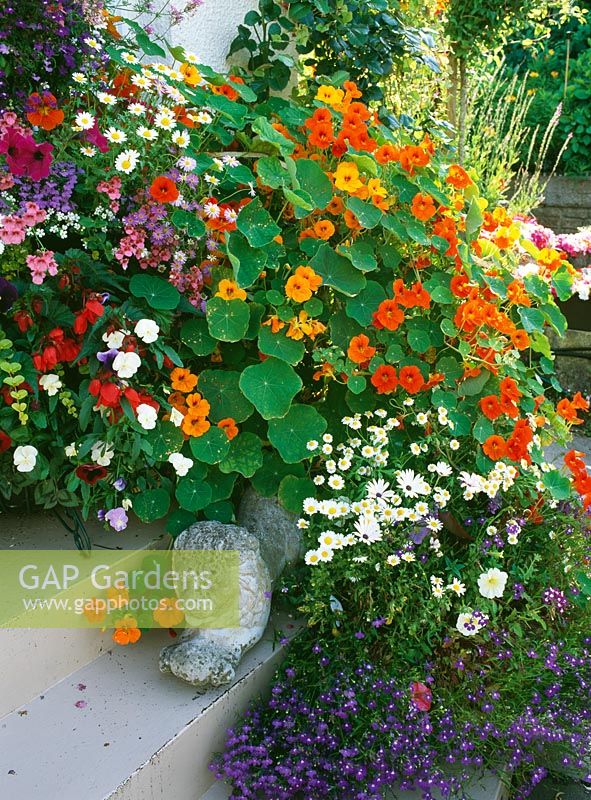 Mixed annuals in stone planter on stairs - Tropaeolum, Viola, Petunia, Diastia, Begonia, Lobelia and Lysimackia