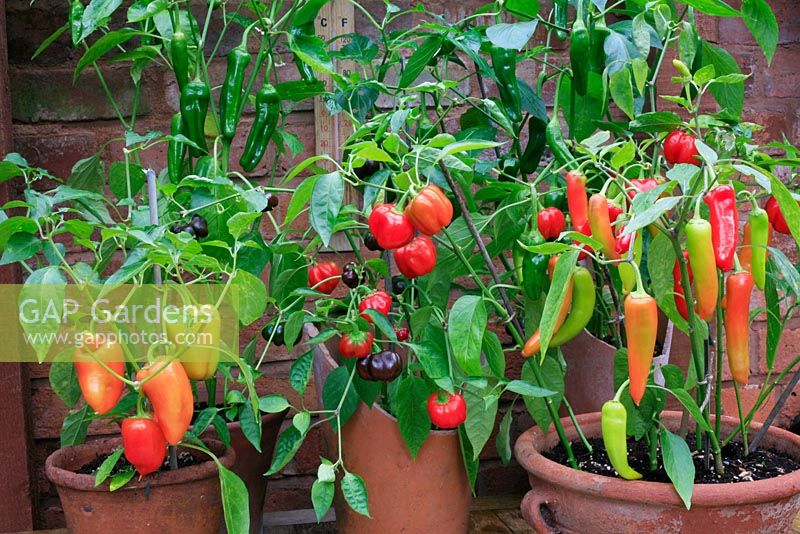 Selection of sweet peppers and hot chillies growing in terracotta pots - Largest fruits are 'Antohi Romanian' - sweet, 'Minimix' - tomato shaped, 'Friggitello' - sweet at the rear and 'Hungarian Hot Wax' - hot in the foreground
