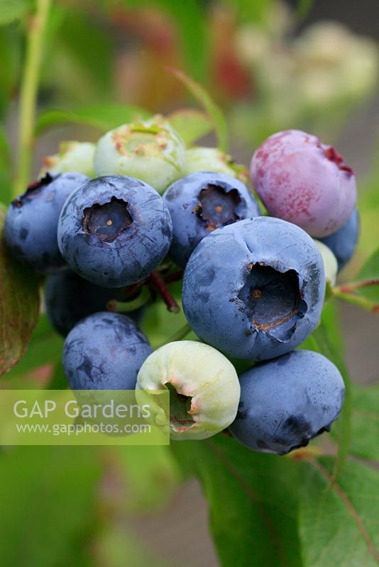 Vaccinium 'Bluecrop' - Blueberry showing ripe and ripening fruits
