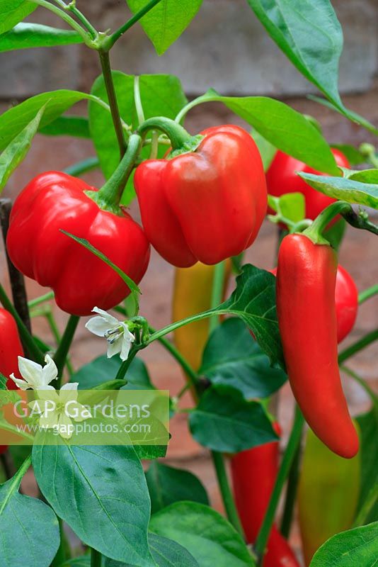 Capsicum 'Minimix'(left) with the elongated fruits and white flowers of hot chilli variety 'Hungarian Hot Wax'