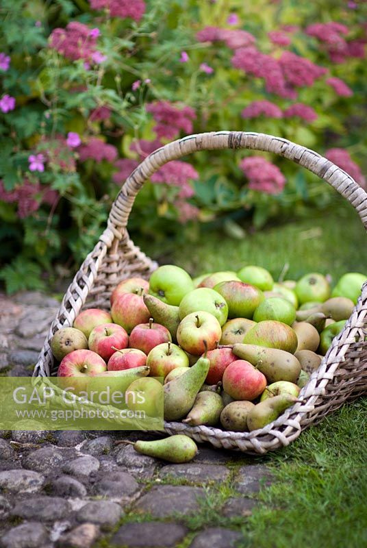 Freshly harvested organic apples and pears in a large wicker basket