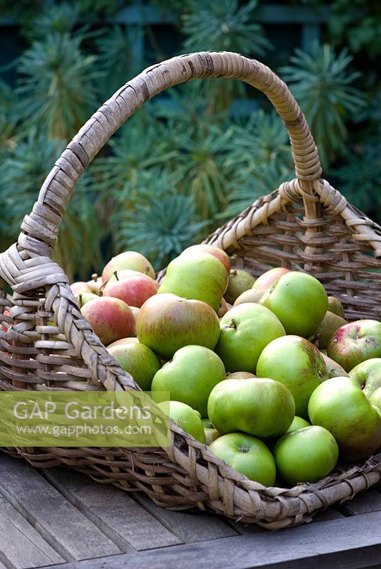 Apples in a large wicker trug