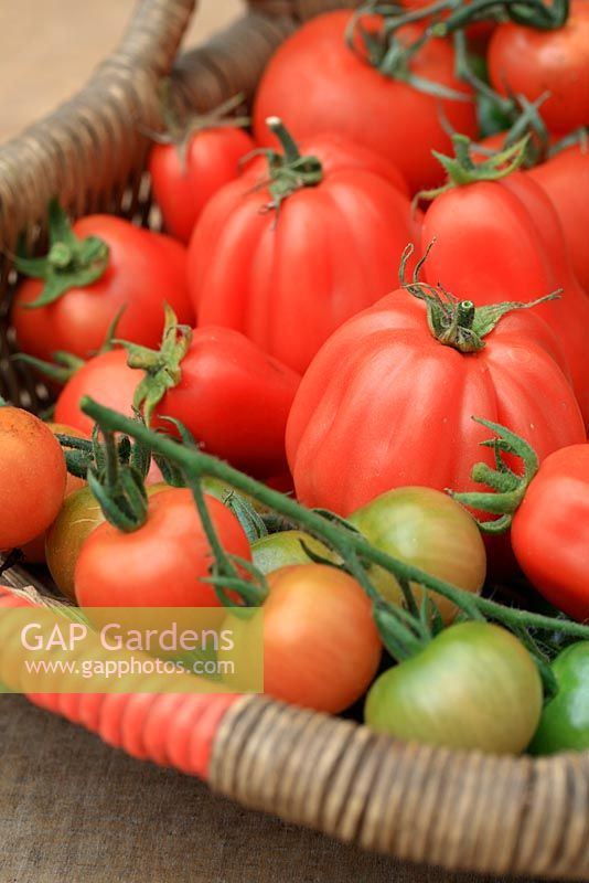 Freshly picked organic tomatoes 'Gardener's Delight', 'Rosada' and beefsteak variety 'Cliore di Bue' in basket