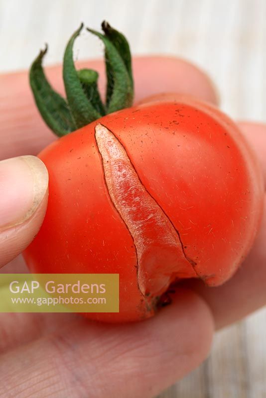 Tomato 'Gardener's Delight' - Organic tomato which has split, can be caused by extremes in wet and dry weather conditions or irregular watering