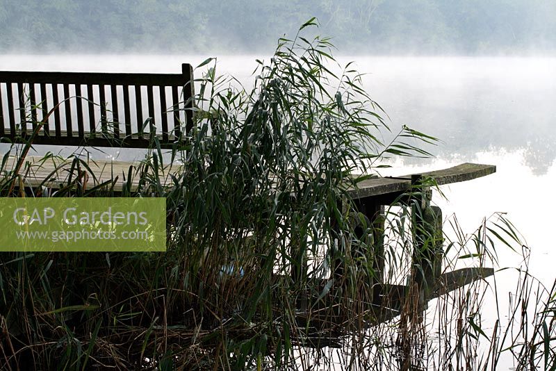 Wooden bench, jetty and diving board, overlooking a misty lake, Norfolk reeds in foreground