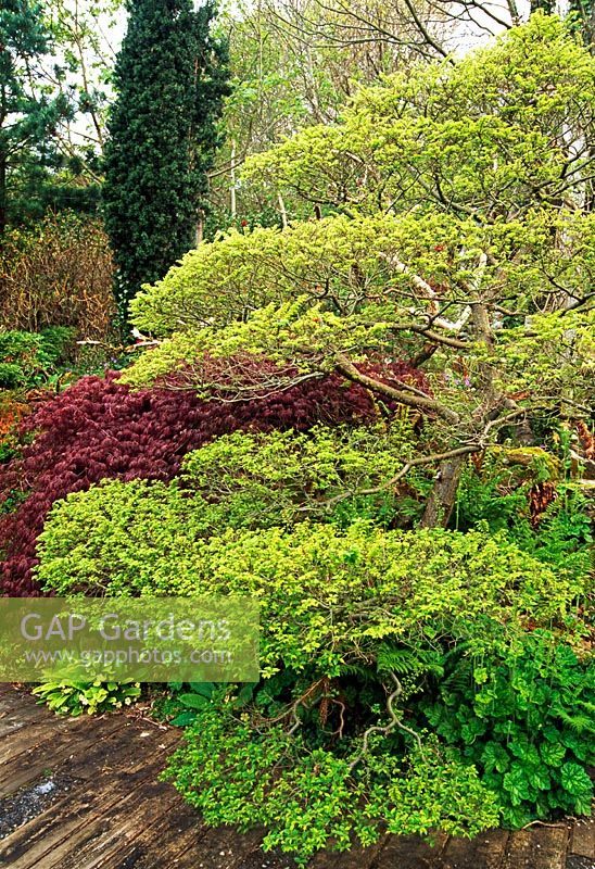 Cloud pruned Ulmus x hollandica 'Jacqueline Hillier'- The Japanese Garden, St Mawgan, Cornwall