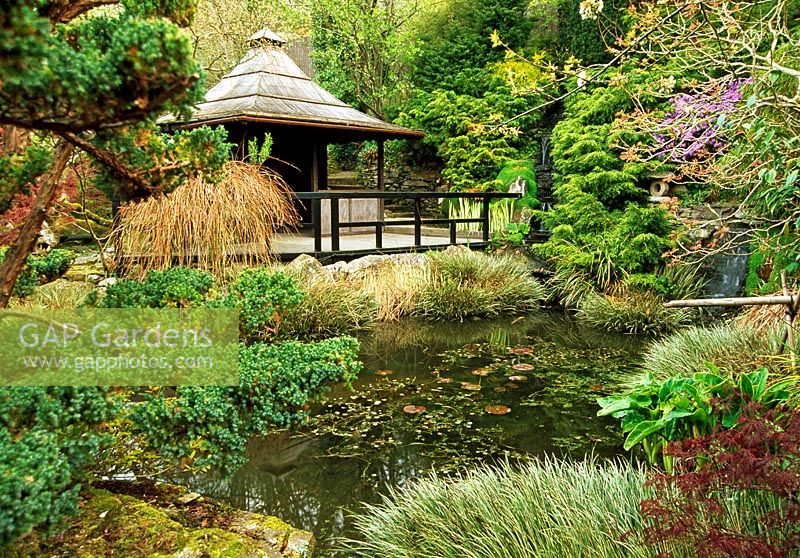 Lake edged wtih Acorus gramineus 'Variegatus' with waterfall framed by juniper and azaleas and Japanese style building in The Japanese Garden, St Mawgan, Cornwall