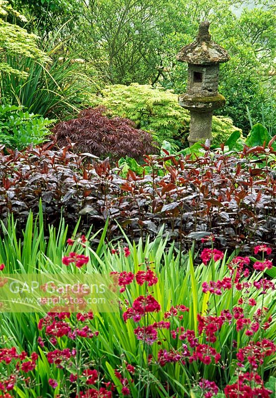 Bog planting beside pond in lower garden around temple lantern with Primula pulverulenta, Lysimachia 'Firecracker', and deep red Acer palmatum dissectum 'Tamukeyama'