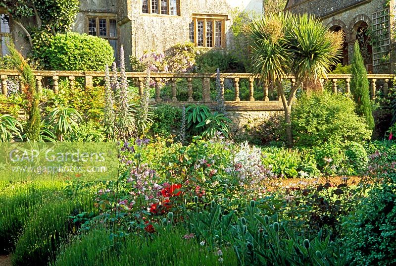 Formal garden characterised by vertical accents of Echium pininana, Cupresssus sempervirens - italian cypress and Cordyline australis. Lavender, poppies and box in foreground.
