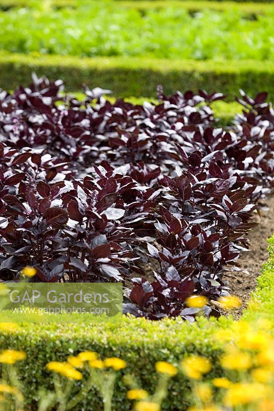 Basilicum, purple basil in potager garden with clipped Buxus hedges at Villandry