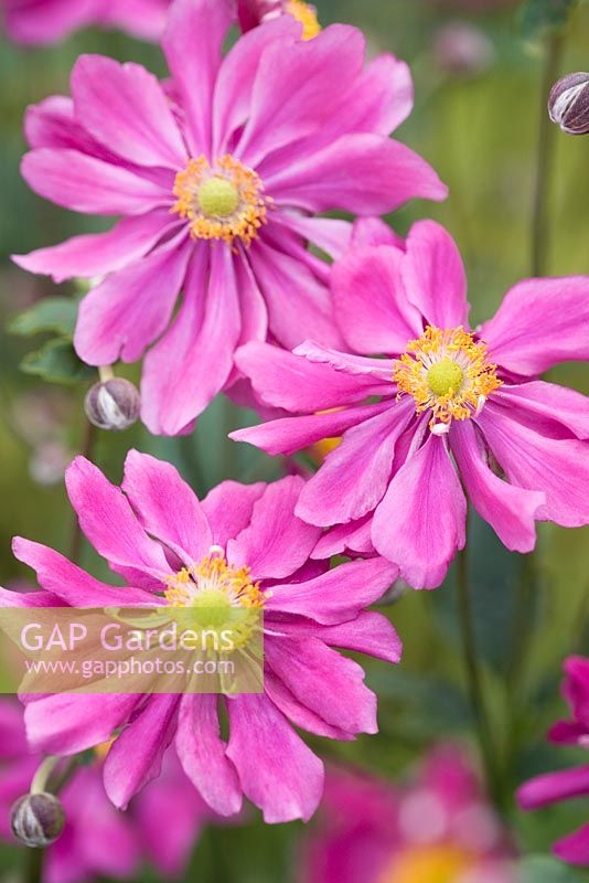 Anemone x hybrida 'Pamina'