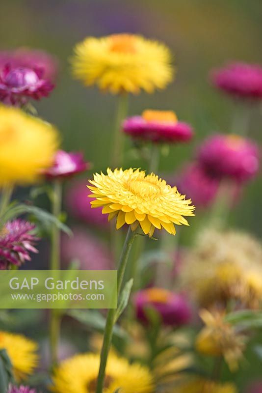 Xerochrysum bracteatum