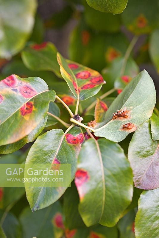 Gymnosporangium fuscum - Pear rust